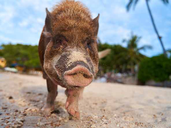 Piggy Island